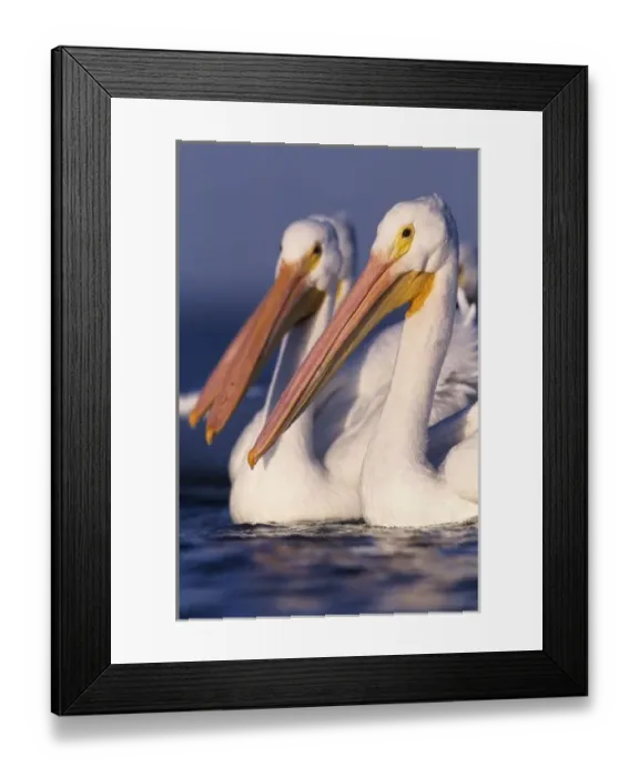 Framed Print : American White Pelican, Pelecanus erythrorhynchos, adults, Rockport, Texas, USA