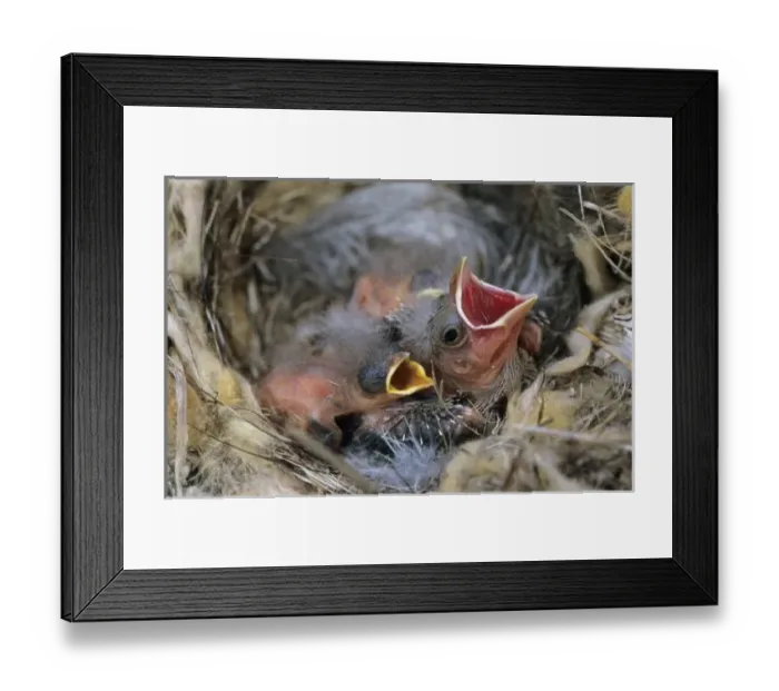 Framed Print : Bronzed Cowbird, Molothrus aeneus, young in nest of Bewicks Wren, Brood Parasit Framed Print : Bronzed Cowbird, Molothrus aeneus, young in nest of Bewicks Wren, Brood Parasit