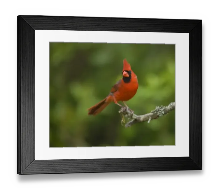 Framed Print : Northern Cardinal, Cardinalis cardinalis, Coastal Texas Framed Print : Northern Cardinal, Cardinalis cardinalis, Coastal Texas