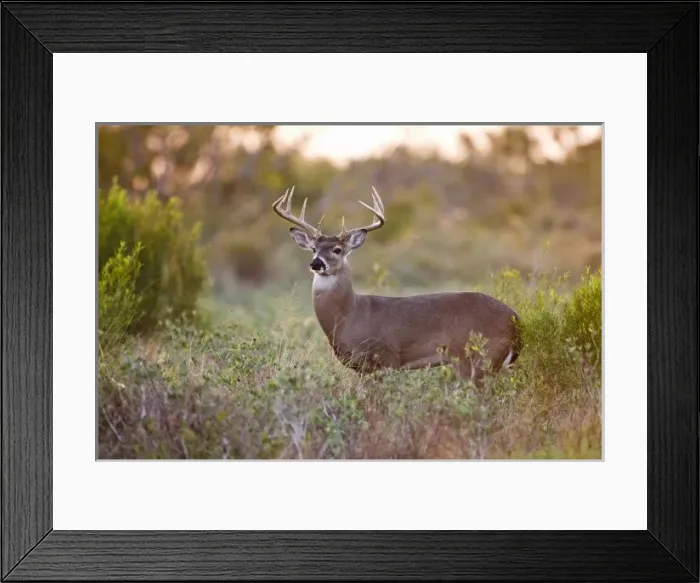 Framed Print : white-tailed deer