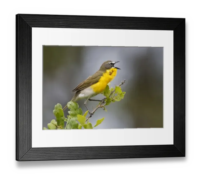Framed Print : Yellow-breasted