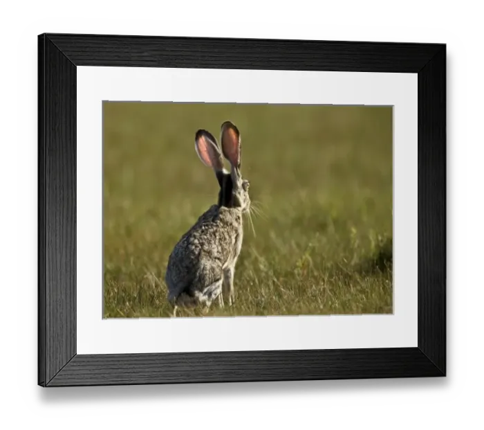 Framed Print : Black-tailed Jackrabbit, Lepus californicus, wild, Welder flats, Texas Framed Print : Black-tailed Jackrabbit, Lepus californicus, wild, Welder flats, Texas
