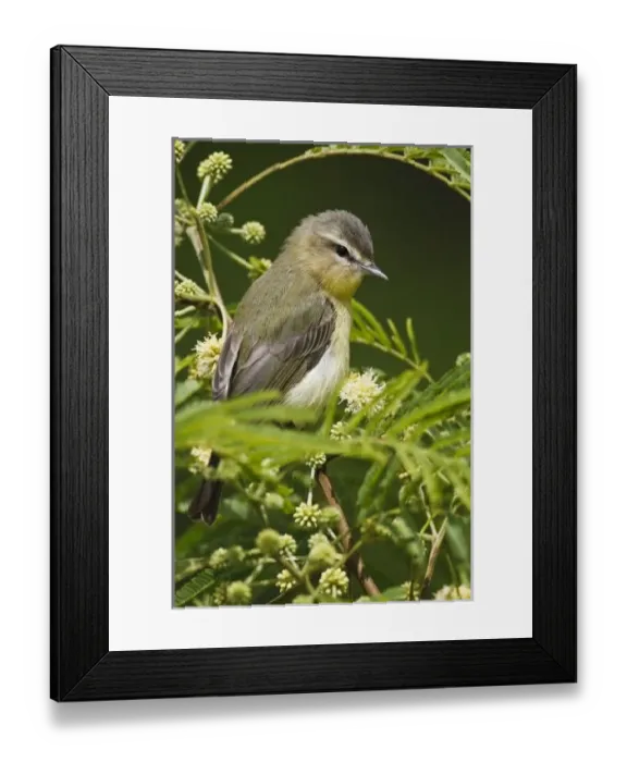 Framed Print : USA, North America, Texas Framed Print : USA, North America, Texas