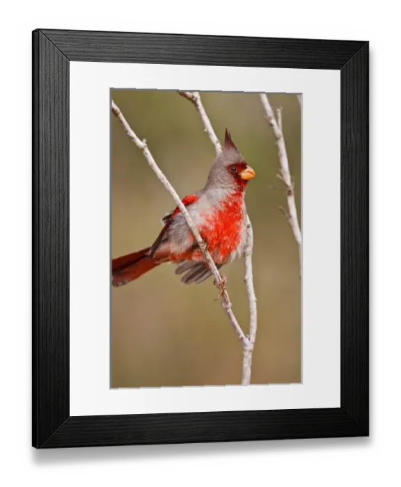 Framed Print : USA, North America, Texas Framed Print : USA, North America, Texas