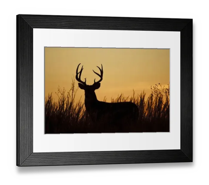 Framed Print : white-tailed deer Framed Print : white-tailed deer