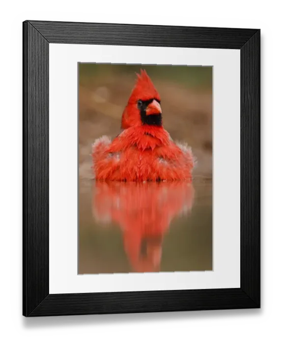 Framed Print : Northern Cardinal (Cardinalis cardinalis) male bathing in pond, Starr Co. Texas