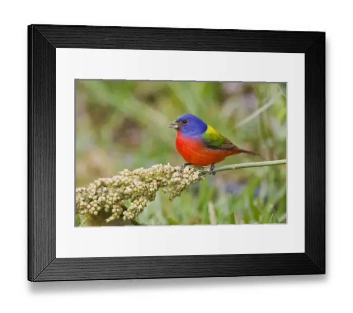 Framed Print : Painted Bunting Framed Print : Painted Bunting