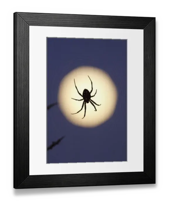 Framed Print : Orb spider on web