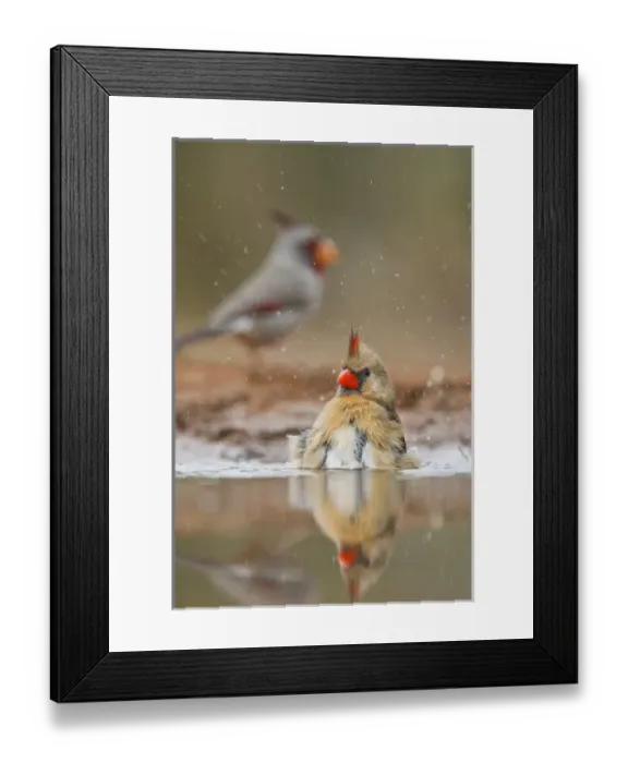 Framed Print : Northern Cardinal (Cardinalis cardinalis) female bathing