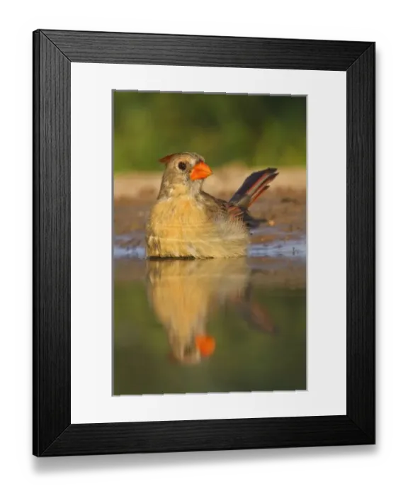 Framed Print : Northern Cardinal Framed Print : Northern Cardinal