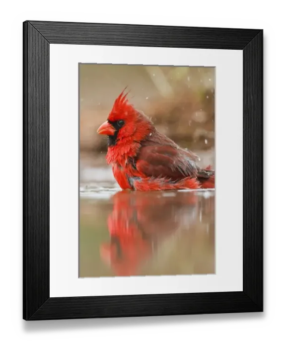 Framed Print : Northern Cardinal (Cardinalis cardinalis) male bathing in pond, Starr Co. Texas Framed Print : Northern Cardinal (Cardinalis cardinalis) male bathing in pond, Starr Co. Texas