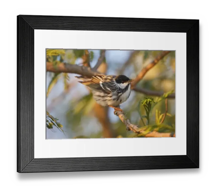 Framed Print : USA, North America, Texas