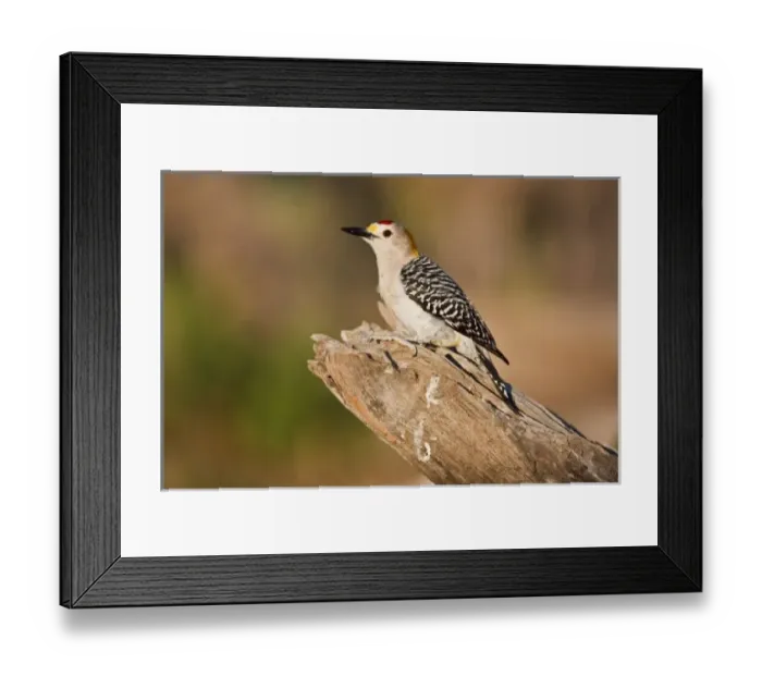 Framed Print : Starr Co. ranch, south Texas, USA, spring, golden-fronted woodpecker (Melanerpes Framed Print : Starr Co. ranch, south Texas, USA, spring, golden-fronted woodpecker (Melanerpes