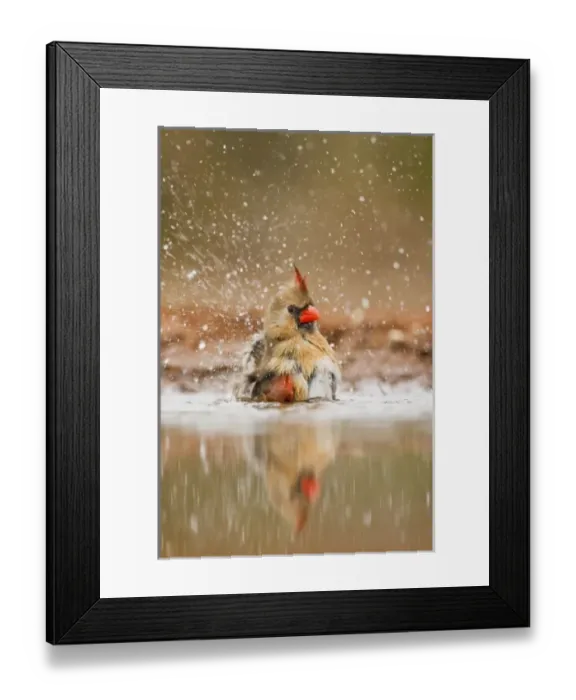 Framed Print : Northern Cardinal Framed Print : Northern Cardinal
