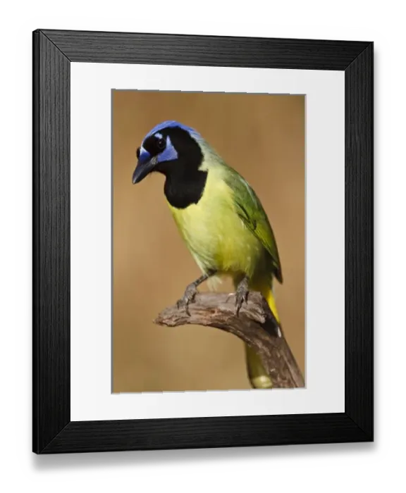 Framed Print : USA, North America, Texas Framed Print : USA, North America, Texas