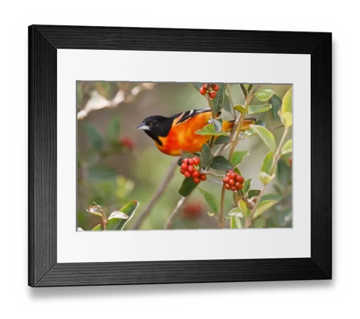 Framed Print : South Padre Island Framed Print : South Padre Island