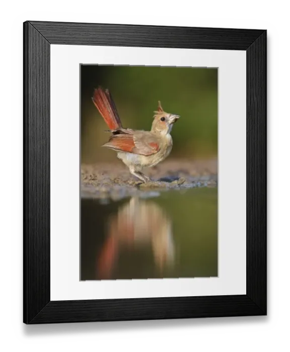 Framed Print : Northern Cardinal