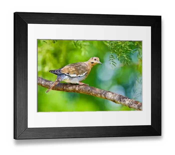 Framed Print : White-winged Dove (Zenaida asiatica) adult, perched in mesquite tree, south Texas, USA