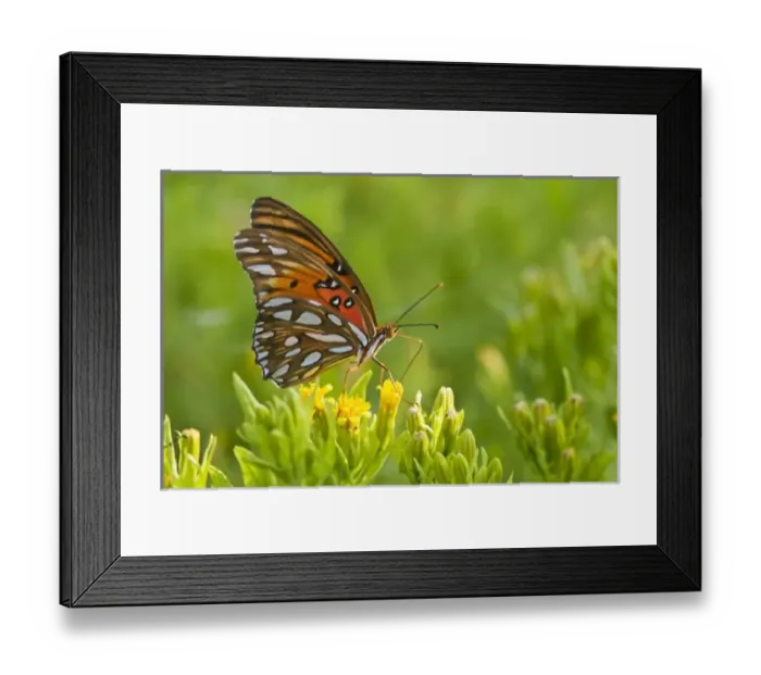Framed Print : USA, North America, Texas Framed Print : USA, North America, Texas