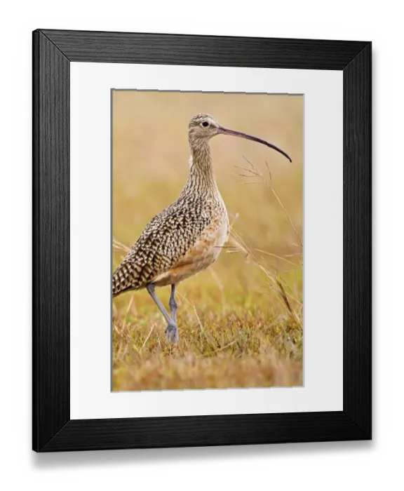 Framed Print : USA, North America, Texas