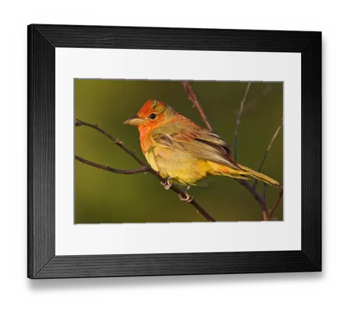 Framed Print : USA, North America, Texas Framed Print : USA, North America, Texas
