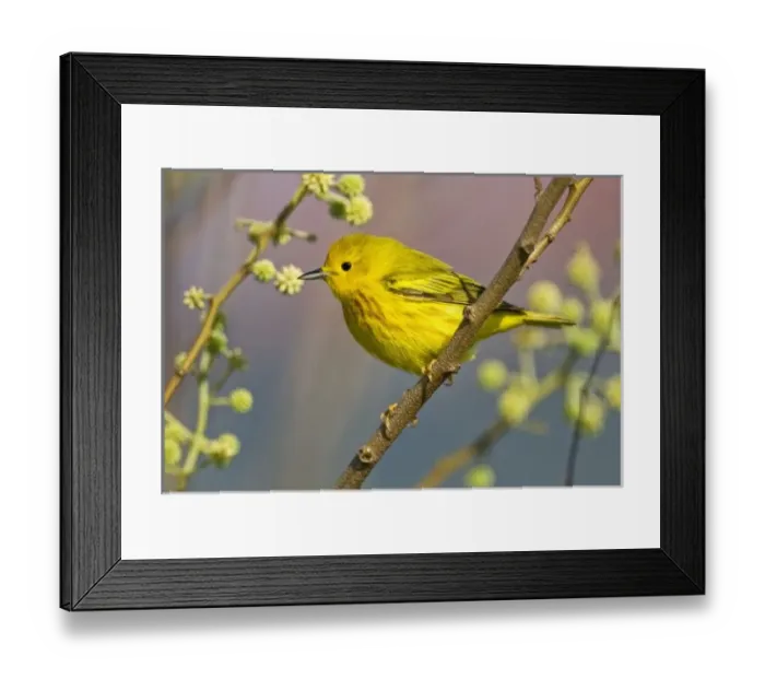 Framed Print : Yellow Warbler Framed Print : Yellow Warbler