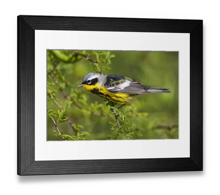 Framed Print : Magnolia Warbler (Dendroica magnolia) adult, male resting and feeding during spring Framed Print : Magnolia Warbler (Dendroica magnolia) adult, male resting and feeding during spring