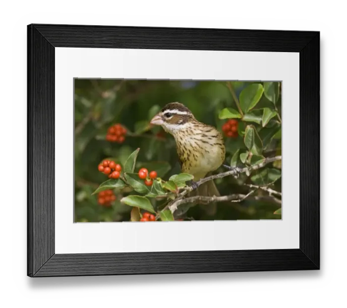 Framed Print : USA, North America, Texas Framed Print : USA, North America, Texas