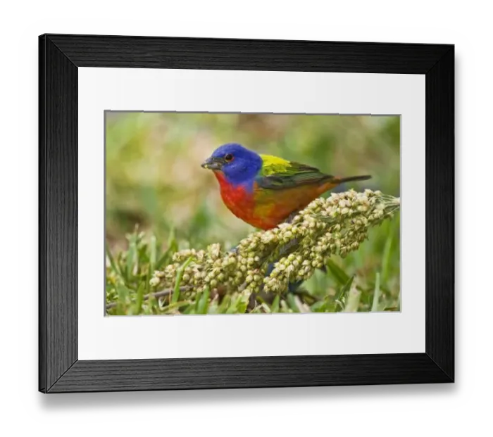 Framed Print : Painted Bunting Framed Print : Painted Bunting