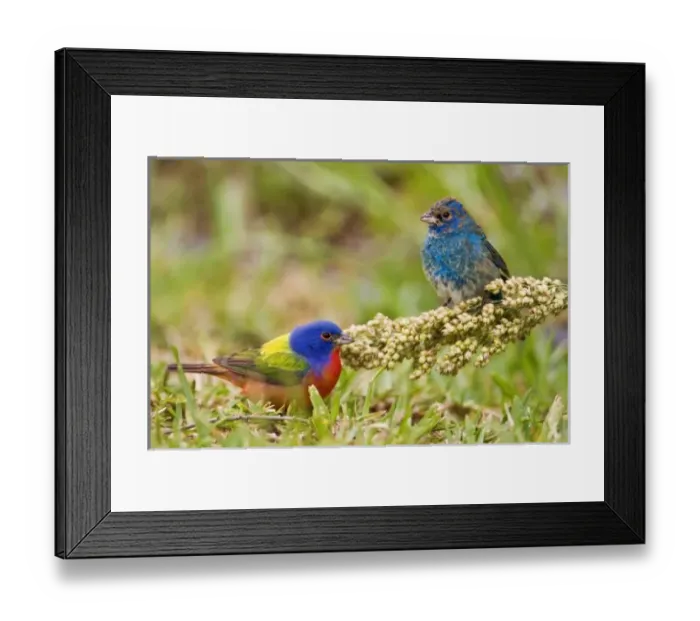Framed Print : Painted Bunting Framed Print : Painted Bunting