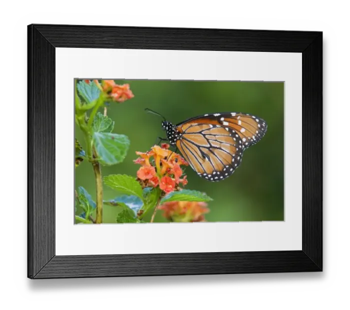 Framed Print : Soldier (Danaus Framed Print : Soldier (Danaus