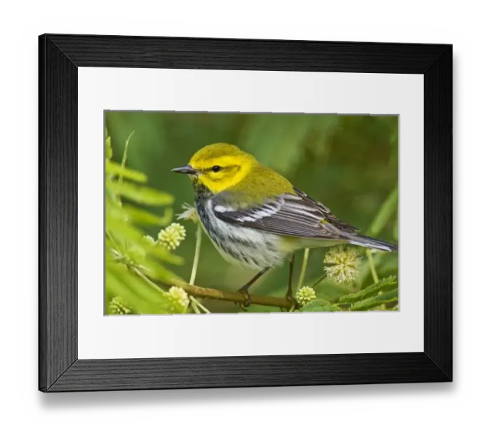 Framed Print : Black-throated Green Warbler (Dendroica virens) male, spring, south Texas coast