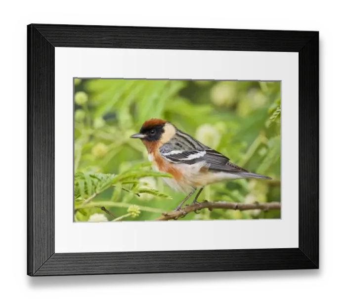 Framed Print : USA, North America, Texas Framed Print : USA, North America, Texas