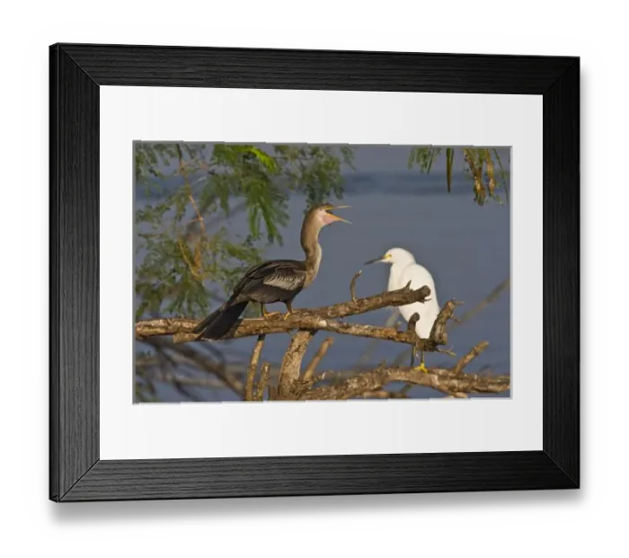 Framed Print : Anhinga (Anhinga anhinga) also known as snake bird or water turkey, adult female Framed Print : Anhinga (Anhinga anhinga) also known as snake bird or water turkey, adult female