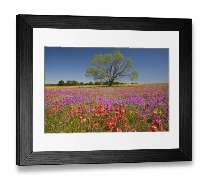 Framed Print : Spring mesquite trees growing in wildflowers, Texas, USA, North America Framed Print : Spring mesquite trees growing in wildflowers, Texas, USA, North America