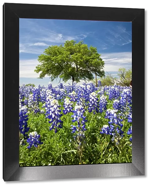Texas bluebonnets(lupinus texensis) and oak tree, Texas, USA, North America