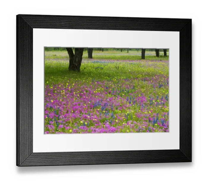 Framed Print : Oak Trees with Framed Print : Oak Trees with