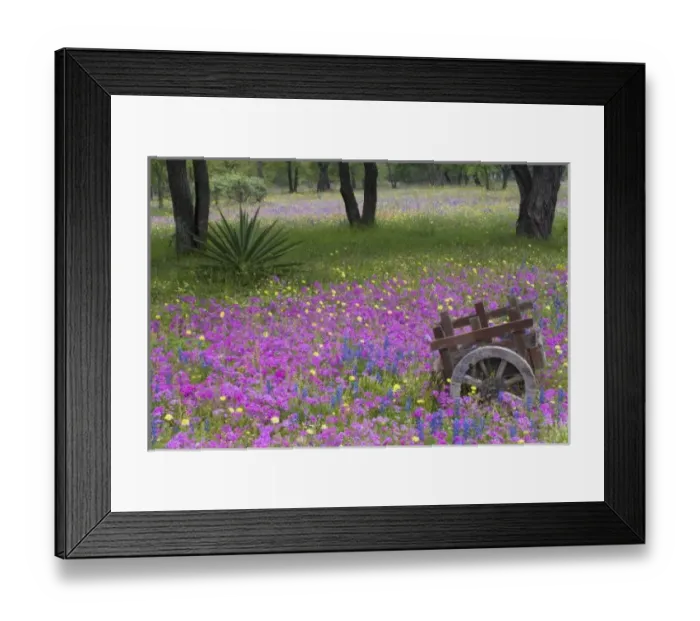 Framed Print : Wooden Cart in field of Phlox, Blue Bonnets with Oak trees srpingtime near Devine Texas Framed Print : Wooden Cart in field of Phlox, Blue Bonnets with Oak trees srpingtime near Devine Texas