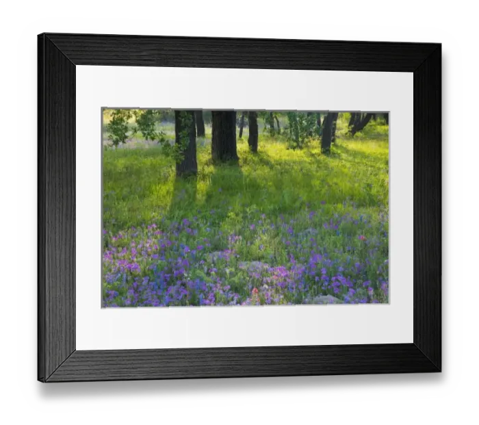 Framed Print : Evening light Coming Framed Print : Evening light Coming