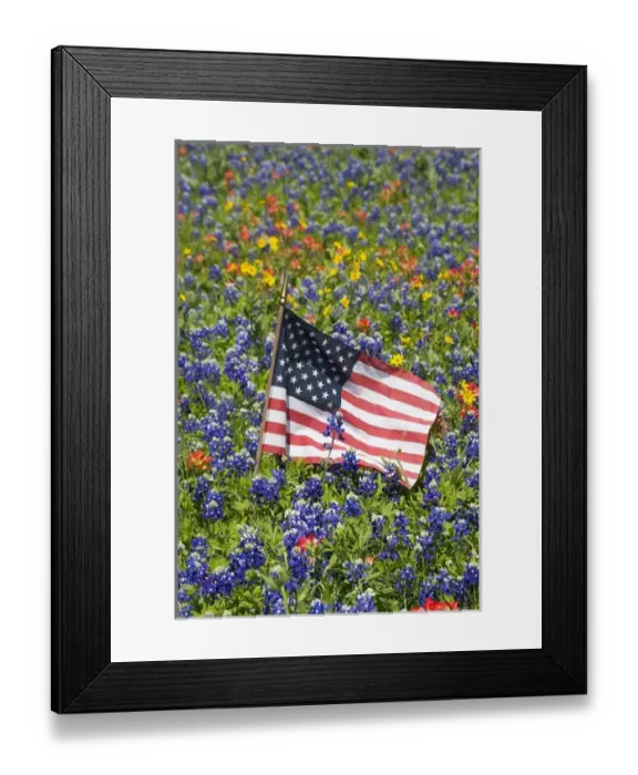 Framed Print : American Flag in field of Blue Bonnets, Paintbrush Texas Hill Country Framed Print : American Flag in field of Blue Bonnets, Paintbrush Texas Hill Country