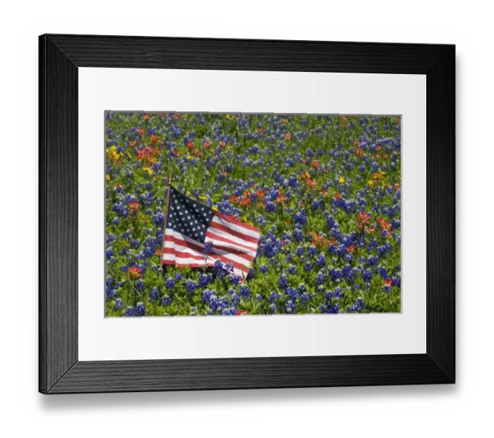 Framed Print : American Flag in field of Blue Bonnets, Paintbrush Texas Hill Country Framed Print : American Flag in field of Blue Bonnets, Paintbrush Texas Hill Country
