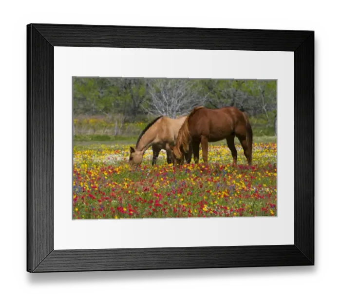 Framed Print : USA, North America, Texas
