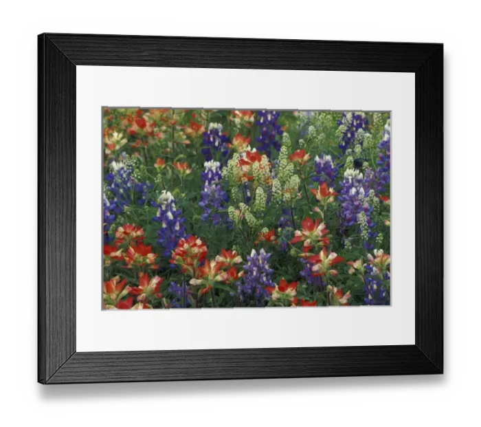Framed Print : NA, USA, Texas, near Marble Falls, Paint brush and blue bonnets