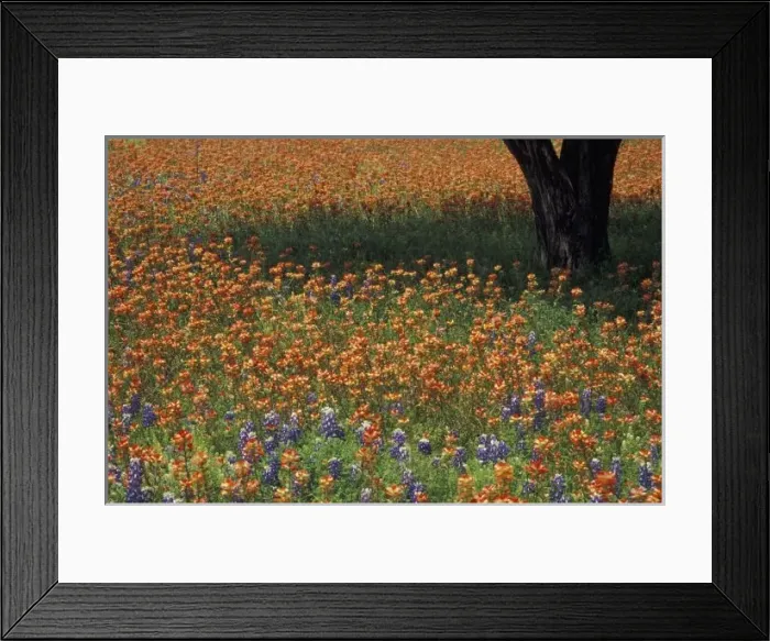 Framed Print : NA, USA, Texas, Hill Country, Paint brush and tree trunk Framed Print : NA, USA, Texas, Hill Country, Paint brush and tree trunk