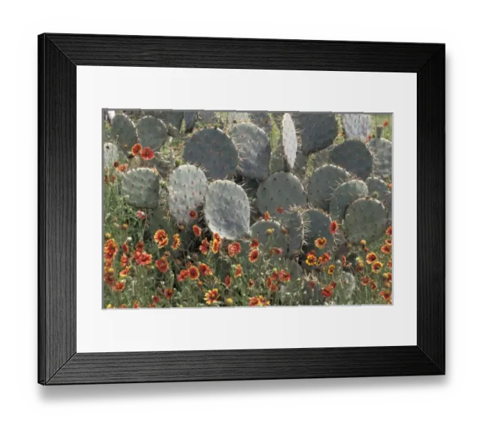 Framed Print : N. A. USA, Texas Framed Print : N. A. USA, Texas