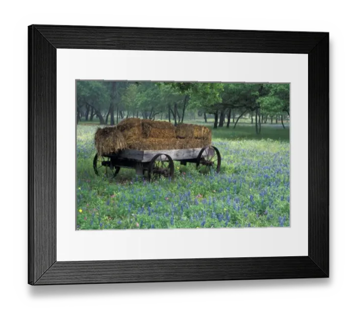 Framed Print : NA, USA, Texas, east of Devine, Old wagon in field of wildflowers Framed Print : NA, USA, Texas, east of Devine, Old wagon in field of wildflowers