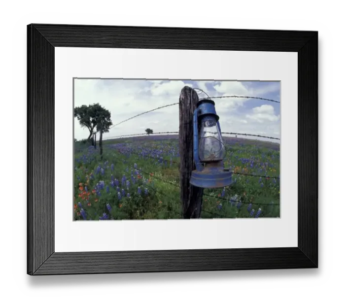 Framed Print : N. A. USA, Texas, Llano, Blue Lantern, Oak tree and Wildflowers Framed Print : N. A. USA, Texas, Llano, Blue Lantern, Oak tree and Wildflowers