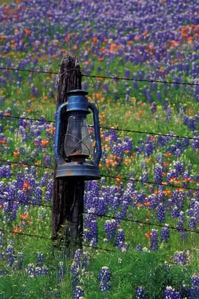 N. A. USA, Texas, Llano, Blue Lantern and field of bluebonnets