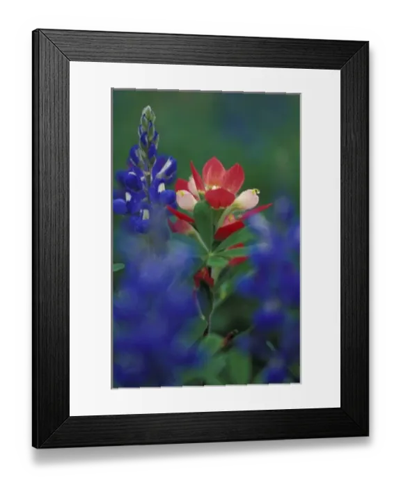 Framed Print : N. A. USA, Texas, Lytle, Paintbrush and Bluebonnets