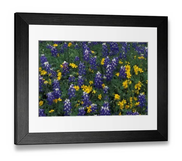 Framed Print : N. A, USA, Texas, Marble Falls, Blue Bonnets and Coreopis Framed Print : N. A, USA, Texas, Marble Falls, Blue Bonnets and Coreopis